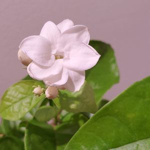 Meet your Posher, Philip